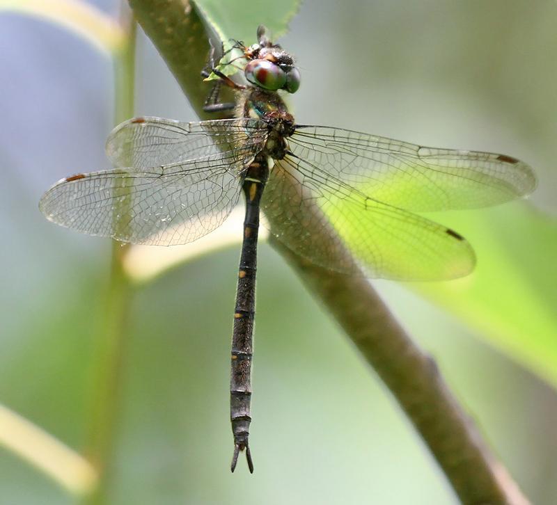 Photo of Forcipate Emerald