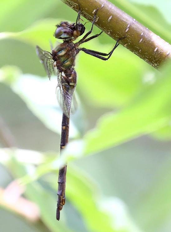 Photo of Forcipate Emerald