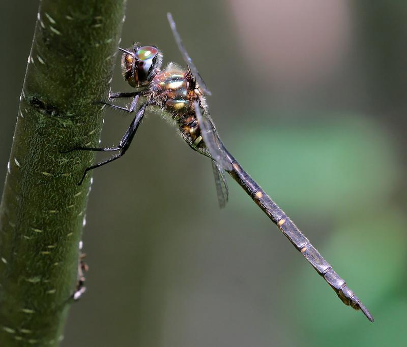 Photo of Forcipate Emerald