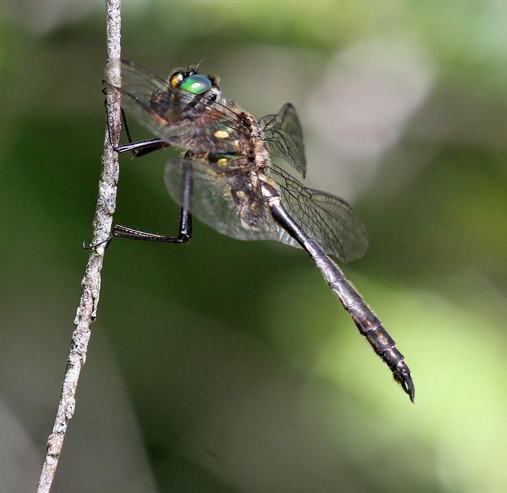 Photo of Ocellated Emerald