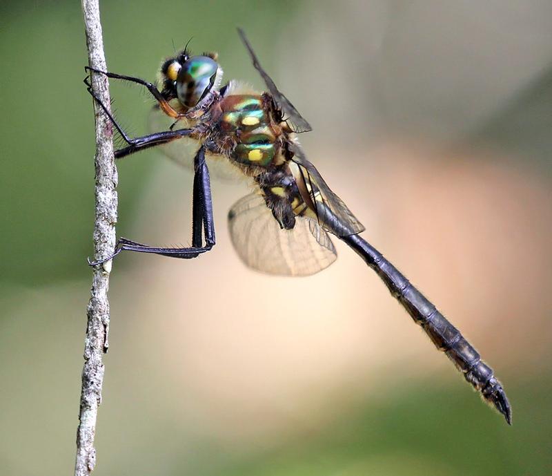 Photo of Ocellated Emerald