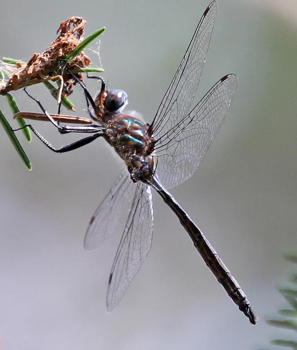 Photo of Williamson's Emerald