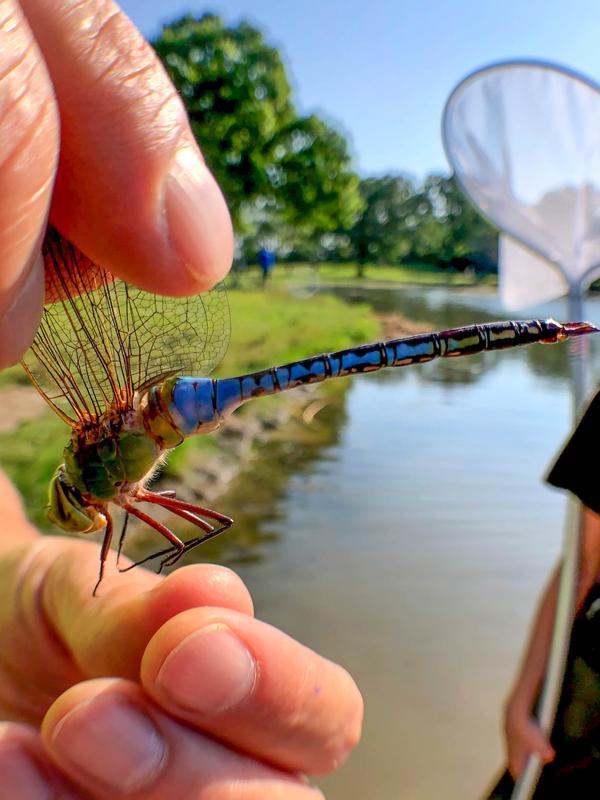 Photo of Common Green Darner