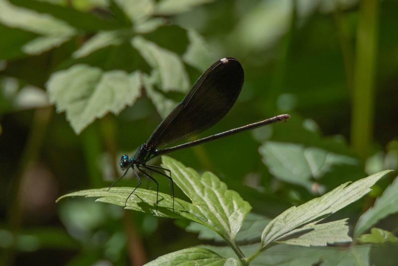 Photo of Ebony Jewelwing