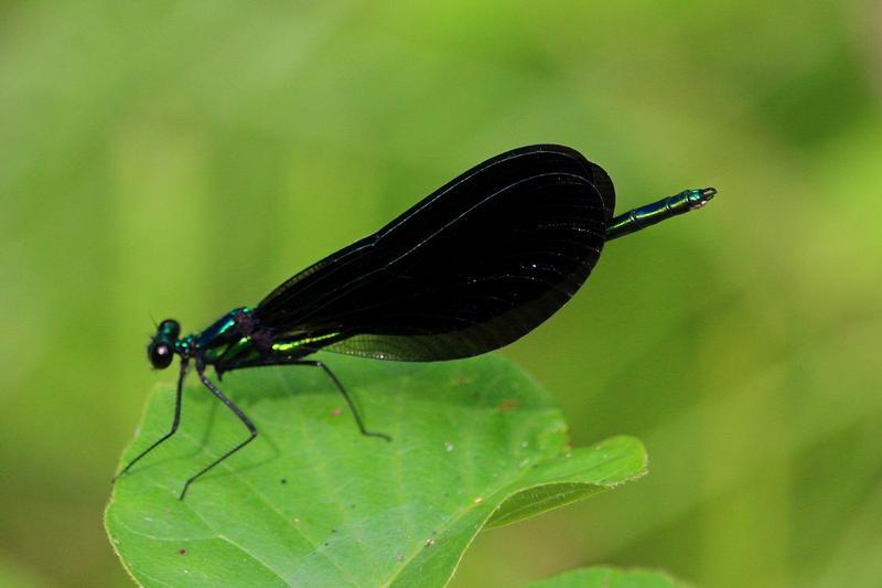 Photo of Ebony Jewelwing