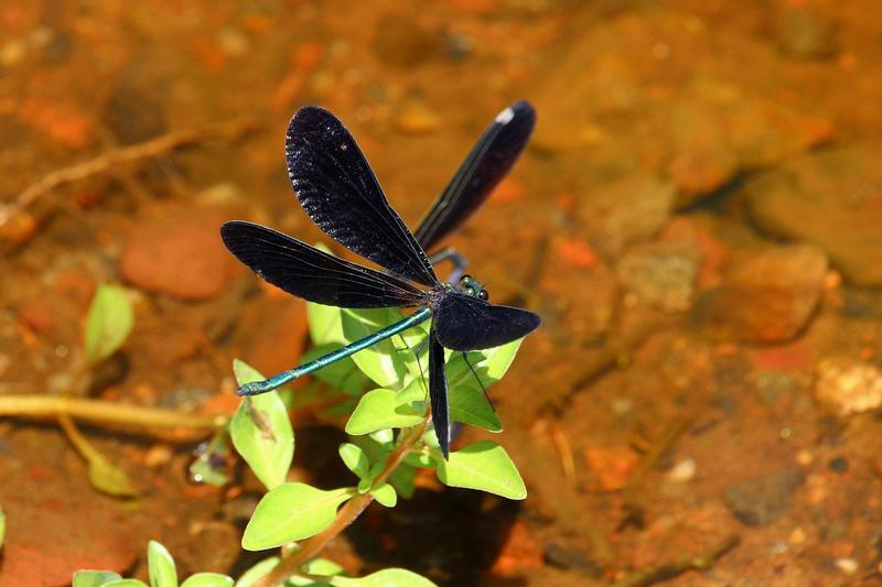 Photo of Ebony Jewelwing