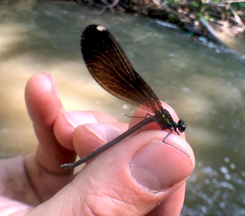 Photo of Ebony Jewelwing