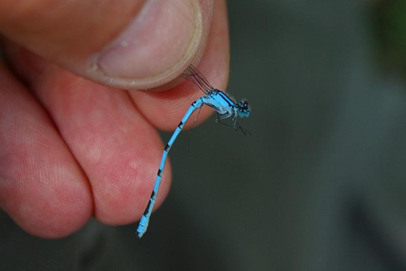 Photo of Hagen's Bluet