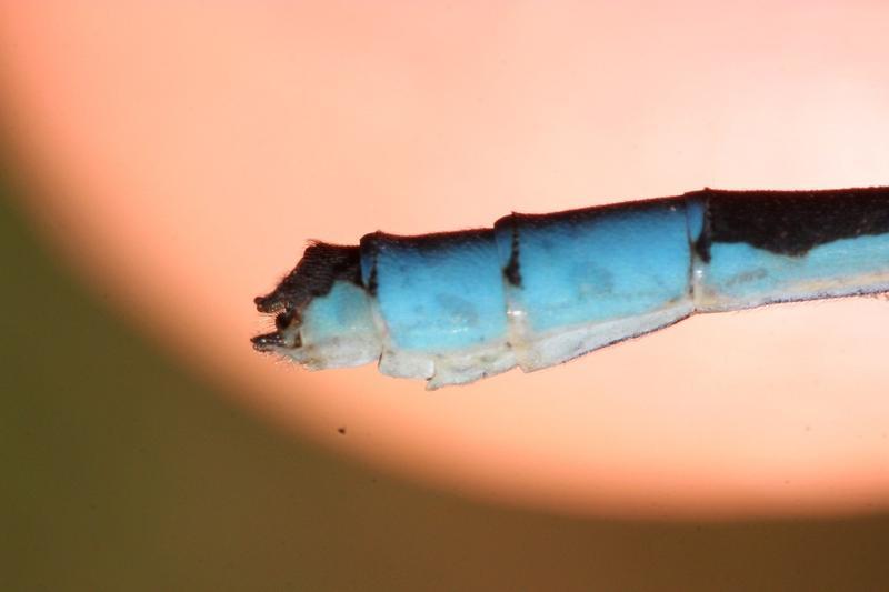 Photo of Hagen's Bluet