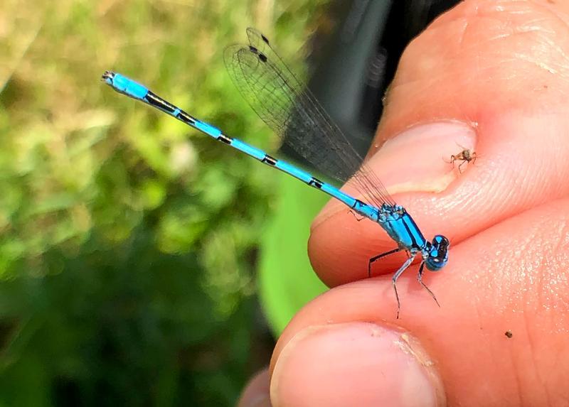 Photo of Boreal Bluet