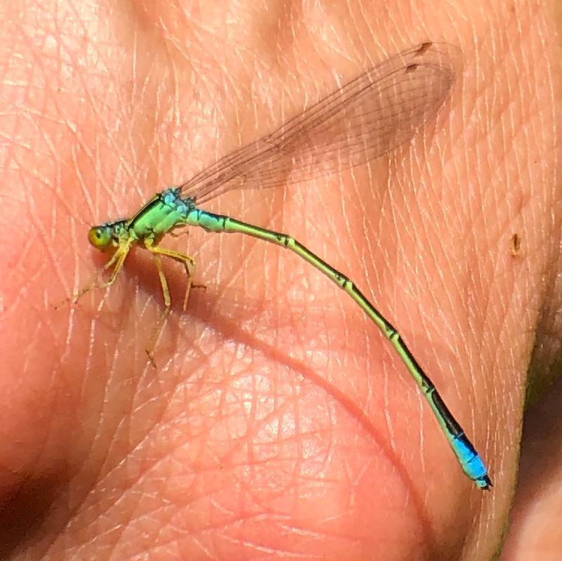 Photo of Rainbow Bluet