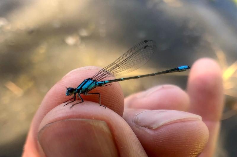 Photo of Skimming Bluet