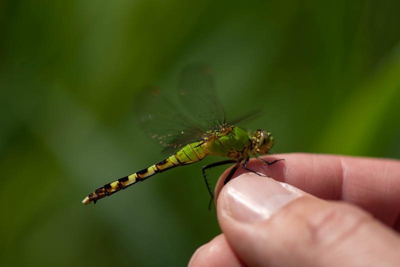 Photo of Eastern Pondhawk