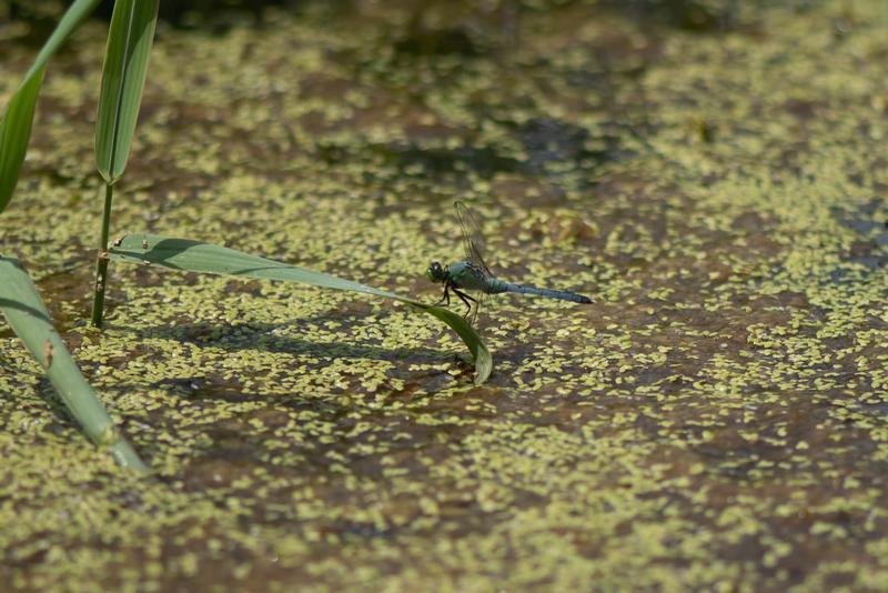 Photo of Eastern Pondhawk