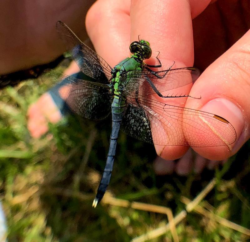 Photo of Eastern Pondhawk