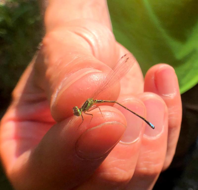 Photo of Eastern Forktail