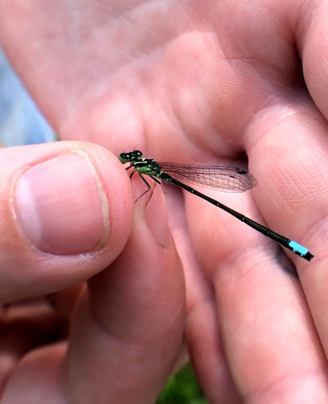 Photo of Eastern Forktail