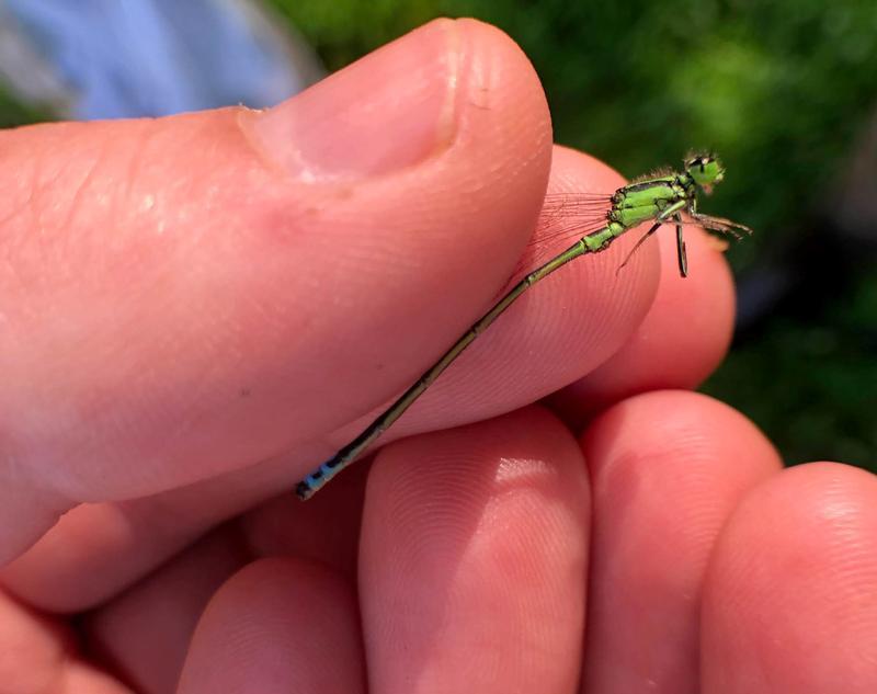 Photo of Eastern Forktail