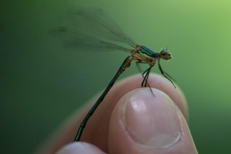 Photo of Emerald Spreadwing