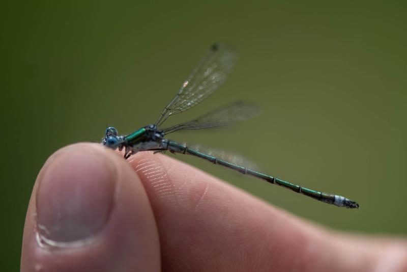 Photo of Emerald Spreadwing