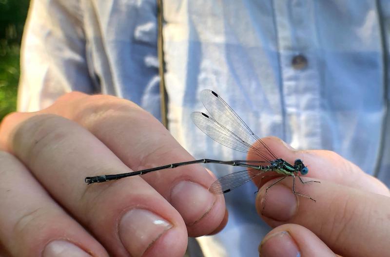 Photo of Slender Spreadwing