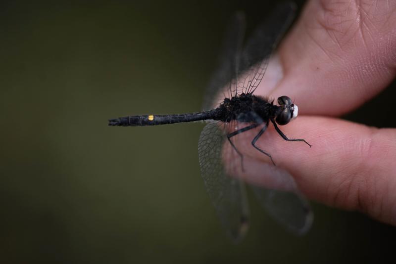 Photo of Dot-tailed Whiteface