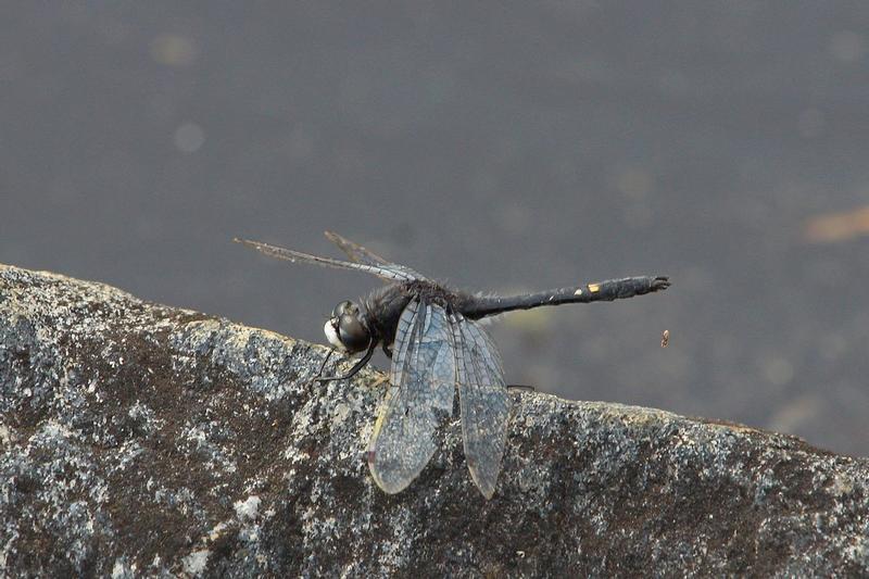 Photo of Dot-tailed Whiteface