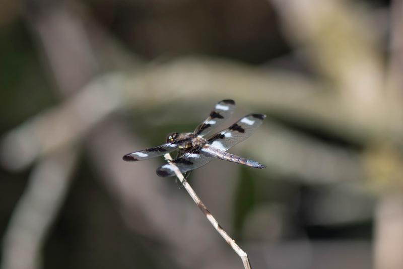 Photo of Twelve-spotted Skimmer
