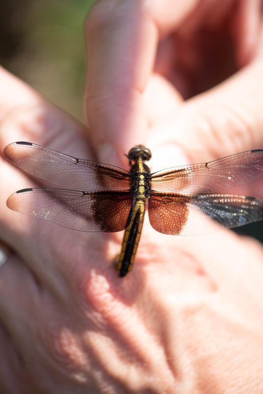 Photo of Widow Skimmer