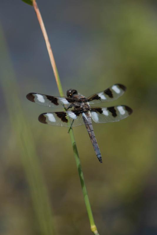 Photo of Twelve-spotted Skimmer