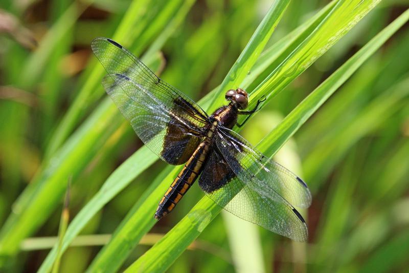 Photo of Widow Skimmer