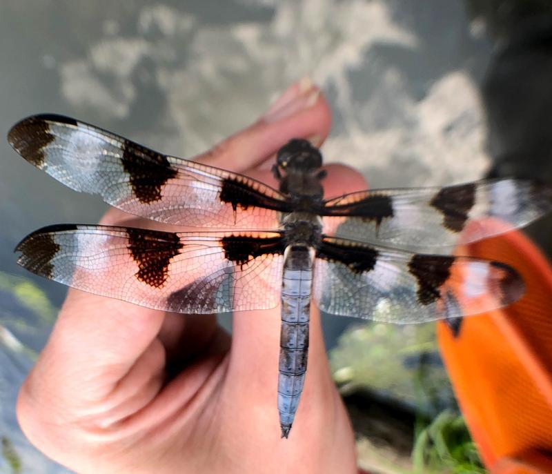 Photo of Twelve-spotted Skimmer