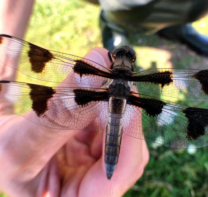 Photo of Twelve-spotted Skimmer