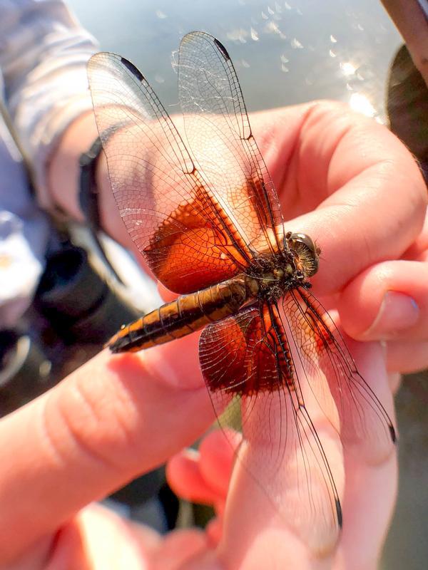 Photo of Widow Skimmer