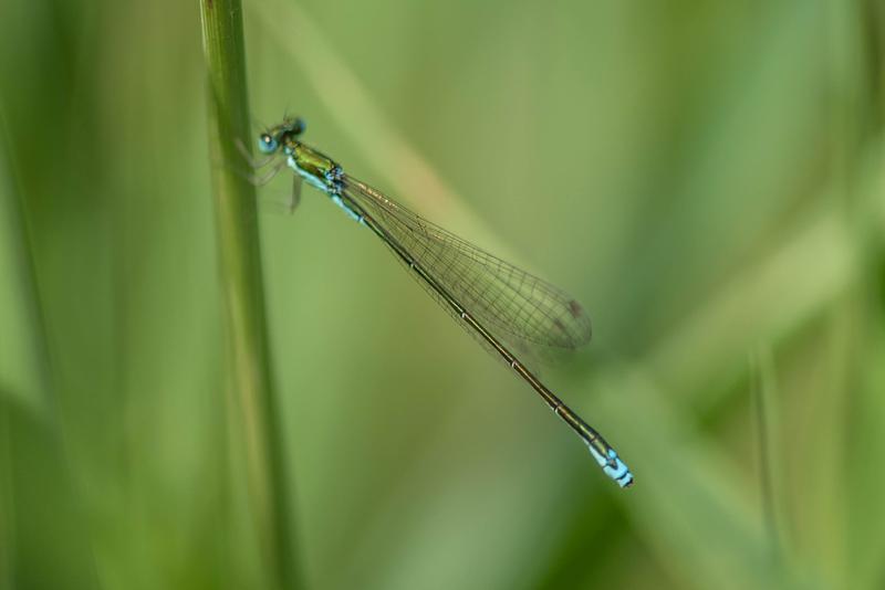 Photo of Sedge Sprite