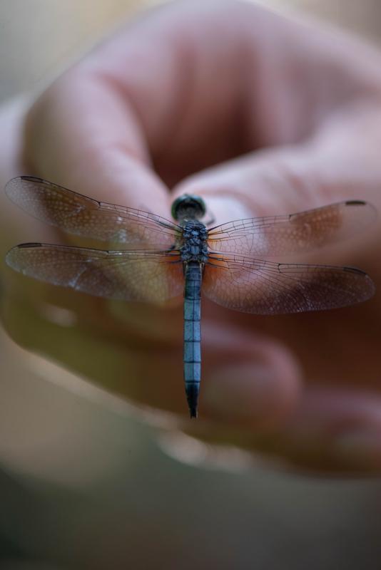 Photo of Blue Dasher