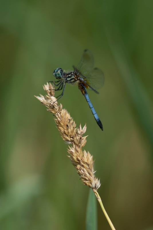 Photo of Blue Dasher