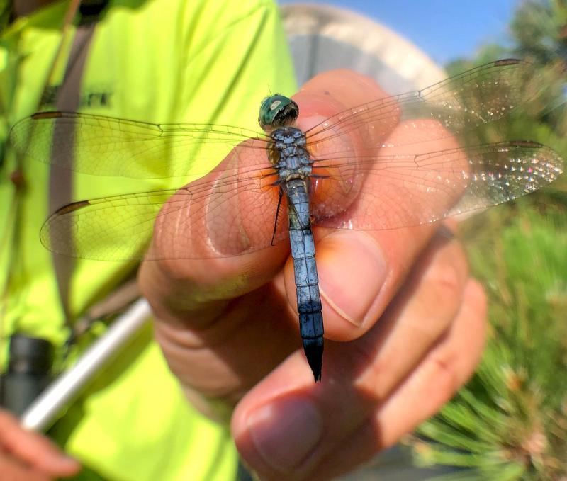 Photo of Blue Dasher