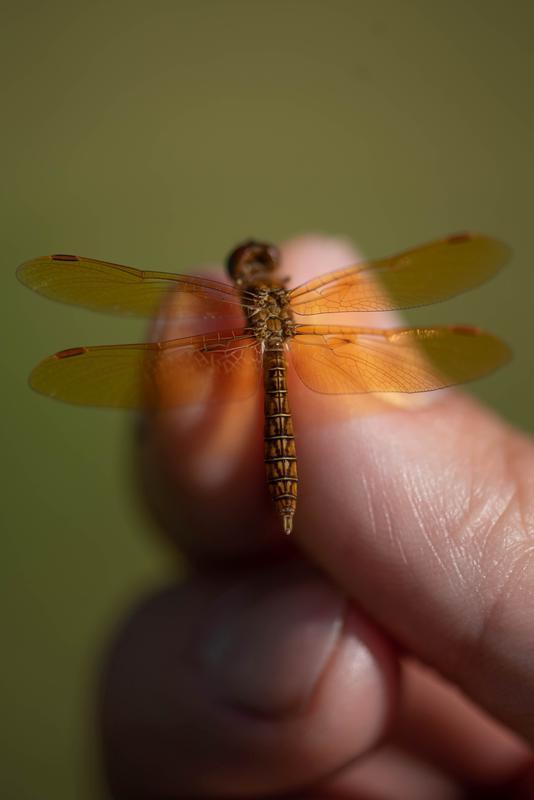 Photo of Eastern Amberwing