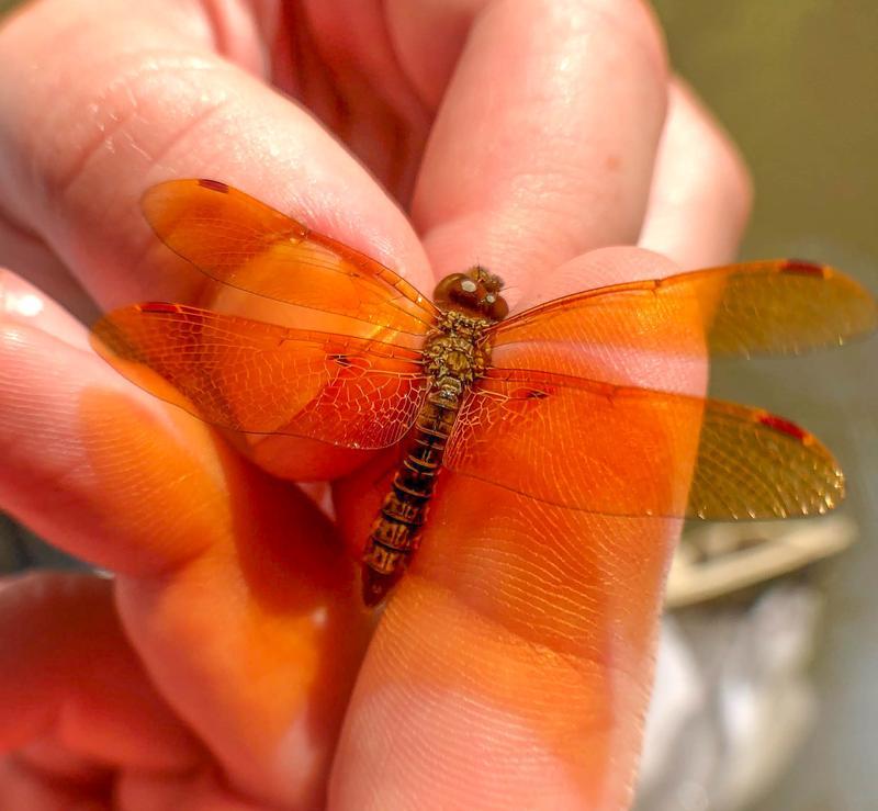 Photo of Eastern Amberwing