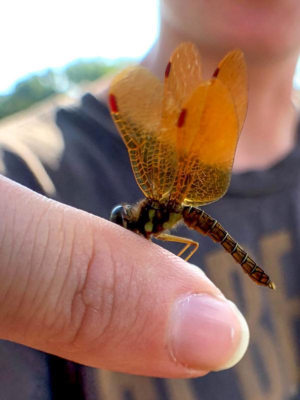 Photo of Eastern Amberwing