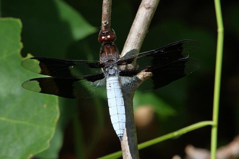 Photo of Common Whitetail