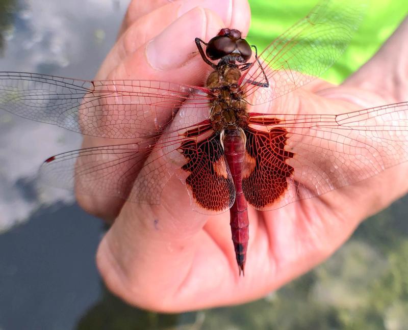 Photo of Red Saddlebags