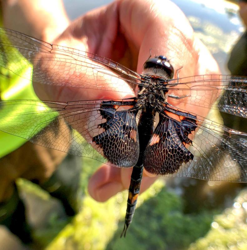 Photo of Black Saddlebags