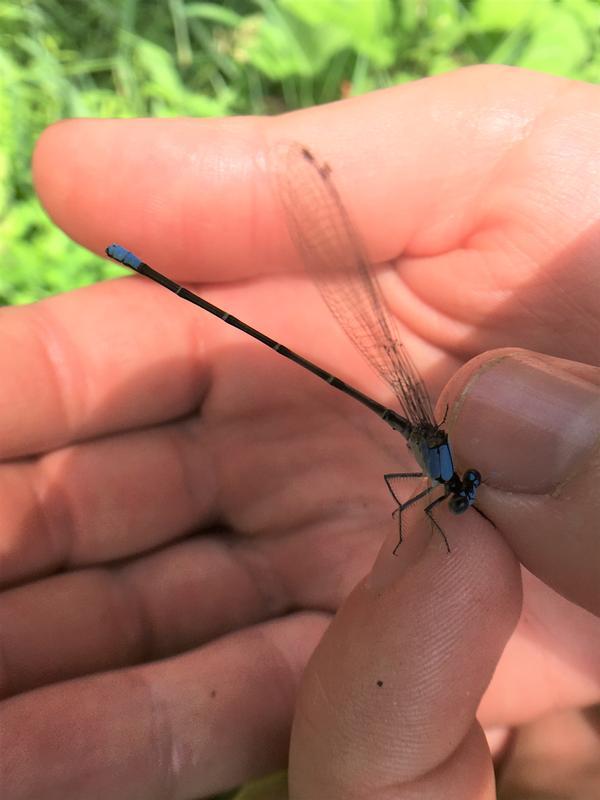 Photo of Blue-fronted Dancer