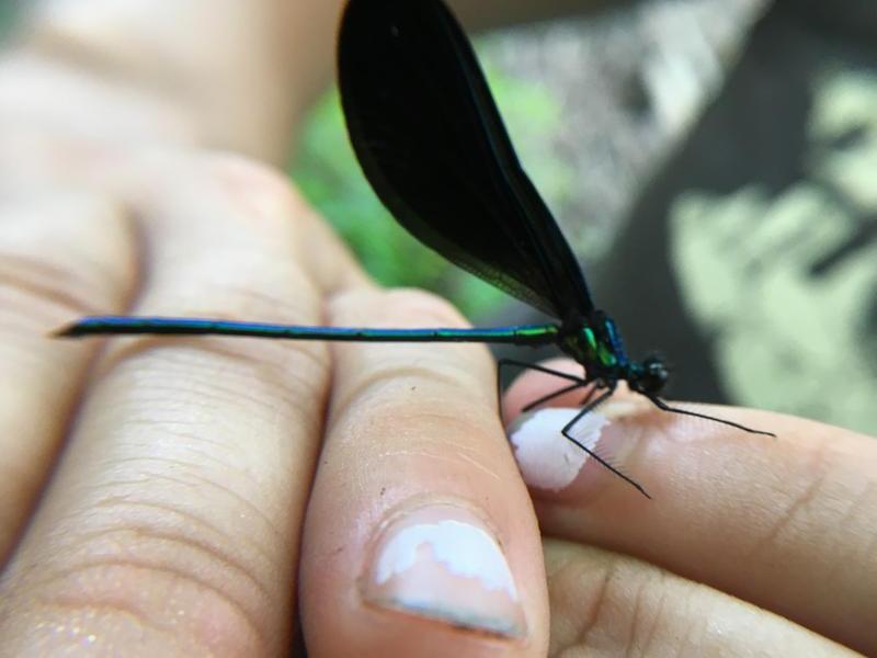 Photo of Ebony Jewelwing