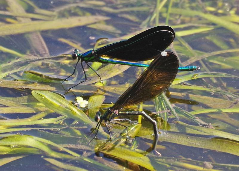 Photo of Ebony Jewelwing