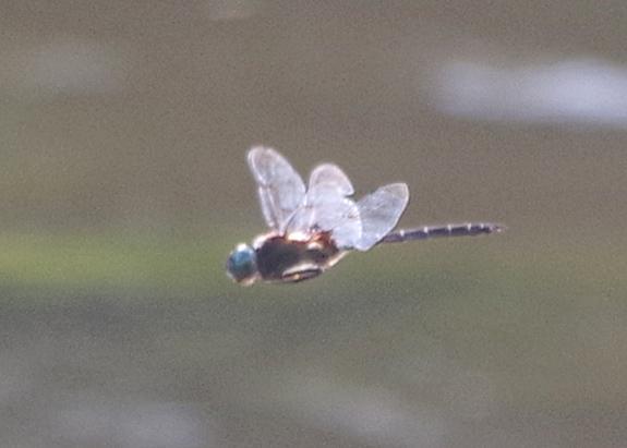 Photo of Prince Baskettail