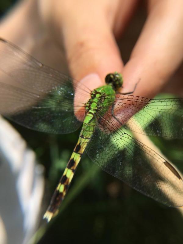 Photo of Eastern Pondhawk