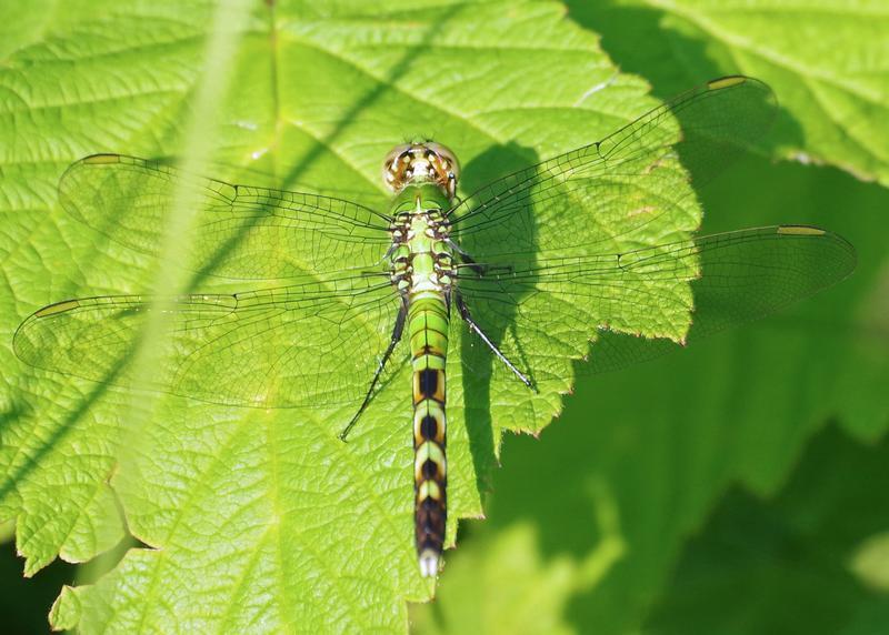 Photo of Eastern Pondhawk